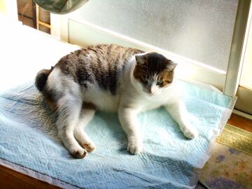 12月4日（19）仮