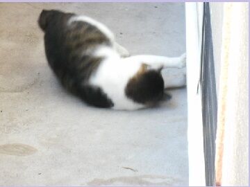 9月26日（35）仮