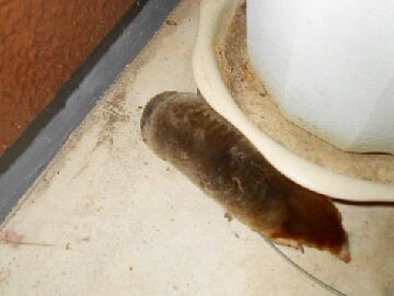 2月10日（29）仮