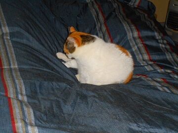 12月17日（1）仮