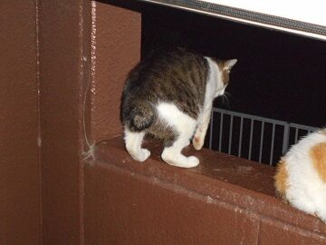 6月27日（32）仮