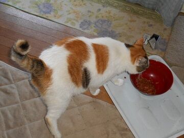 9月11日（13-4）仮