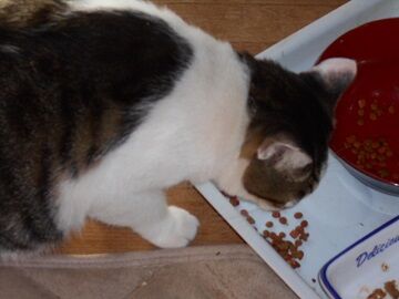 9月22日（6-4）仮