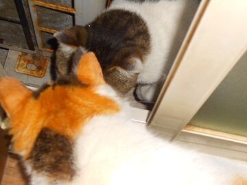 5月10日（26）仮