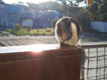 11月11日（16）仮