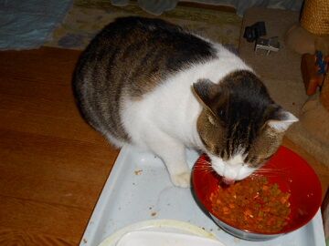 12月5日（20）仮