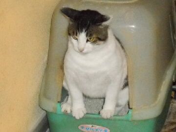 8月30日（31）仮