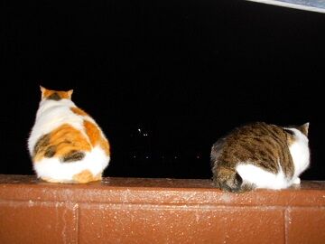 12月31日（26）仮