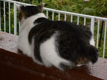 9月12日（6-12）仮