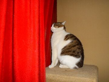 2月16日（61）仮