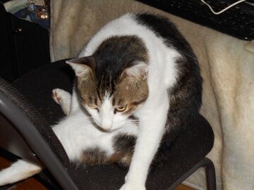 7月12日（19）使用