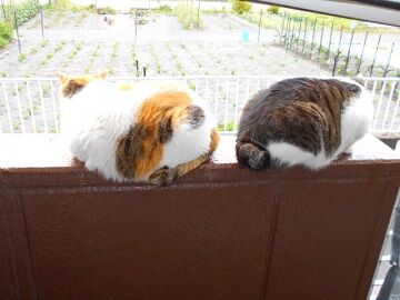 5月28日（34）仮