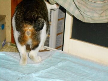 11月18日（32）仮