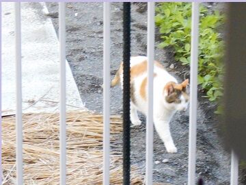 6月25日（27）仮