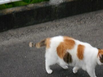 7月31日（65）仮