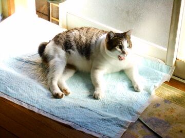 12月4日（20）仮