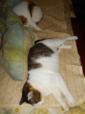 11月11日（8）仮