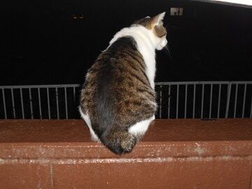 6月20日（10）仮