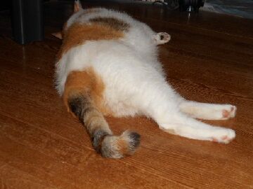 7月21日（26）仮