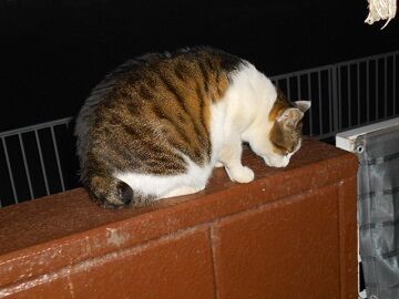 3月17日（33）仮