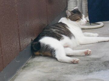 9月11日（9-4）仮