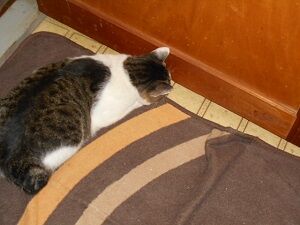 8月23日（76）仮