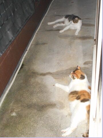 7月31日（67）仮