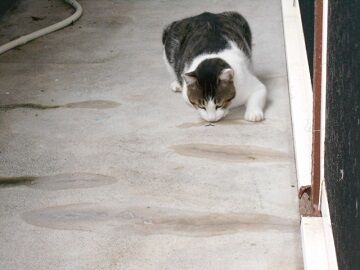 8月23日（35）仮