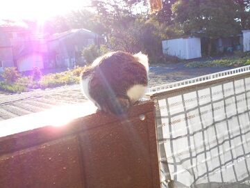 11月11日（15）仮