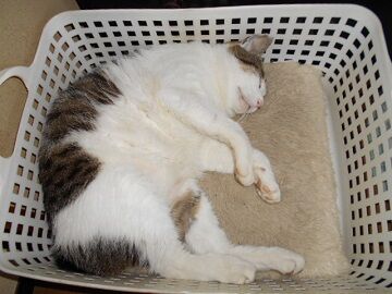 6月29日（57）仮