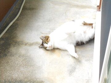 11月13日（21）仮