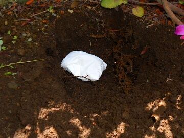 5月11日（22）仮