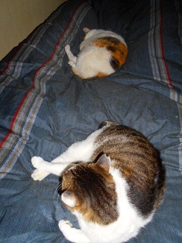 3月23日（26）仮