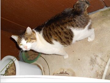 1月22日（66）仮