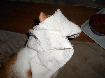 9月7日（20-13）仮