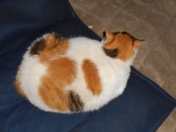 6月25日（23）仮