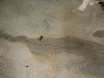 7月10日（54）仮