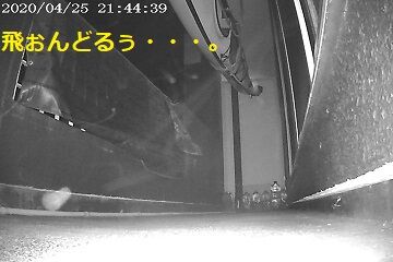 4月25日（40）仮