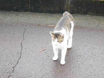 6月24日（31）仮