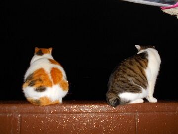 11月28日（45）仮