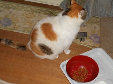 6月27日（21）仮