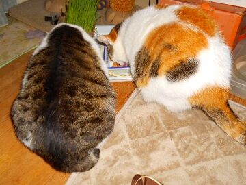 1月26日（10）仮