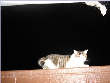 9月10日（29）仮