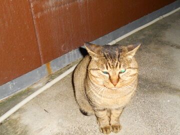 12月15日（50）仮