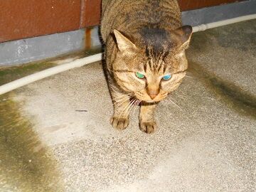 12月17日（29）仮