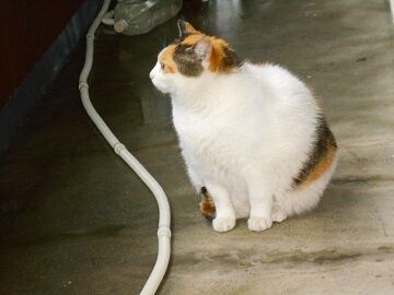 5月21日（17）仮