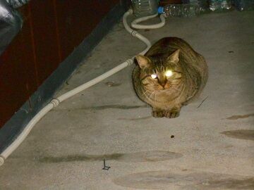 12月8日（26）仮