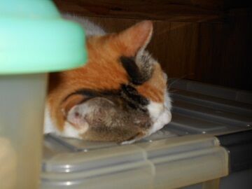 9月10日（23-4）仮