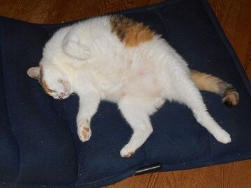 7月20日（44）仮