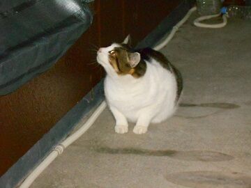 12月31日（21）仮